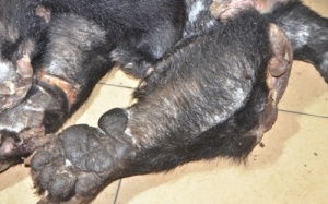 Dùng xe máy chở gần 60 kg chân, tay nghi của gấu