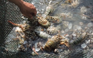 Tôm hùm nuôi chết hàng loạt nghi do thủy triều đỏ