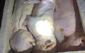 Xe khách vận chuyển gần 500kg động vật không giấy tờ hợp lệ