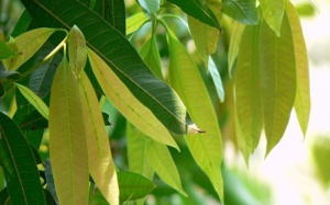 Dùng lá xoài non có trị khỏi bệnh đái tháo đường?