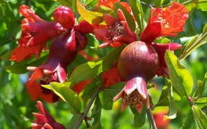 Hoa lựu - Phương pháp tự nhiên kiểm soát đái tháo đường