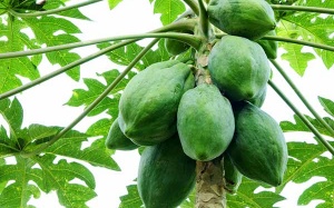 Giảm đau do gout nhờ đu đủ và trà xanh