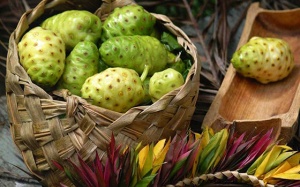 Nước ép trái nhàu - bảo vệ sức khoẻ cho sỹ tử mùa thi