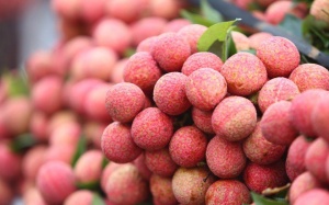 Thực hư chuyện vải thiều bị “ngâm thuốc”?