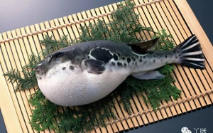 Món ăn cực độc mà chỉ 12 đầu bếp trên khắp nước Nhật được phép nấu