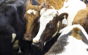 Tin vui cho những 'tín đồ' sữa chuẩn organic