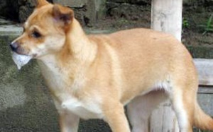 Phú Thọ: Bệnh dại đang diễn biến phức tạp và có nguy cơ bùng phát
