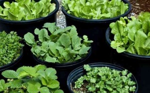 7 loại thảo mộc bạn không nên mua mà tự trồng ngay tại nhà