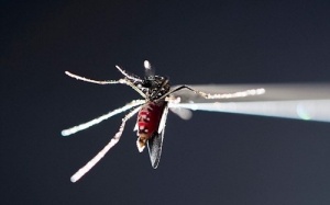 Phát hiện vi khuẩn trong ong, bướm có thể diệt virus Zika