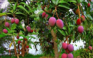 Xoài tím bầm bán đầy đường là xoài gì - nên ăn không?