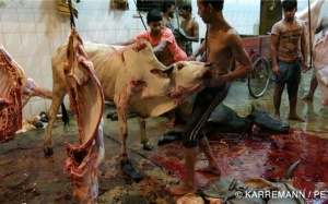 Sự man rợ của ngành công nghiệp da và tội ác của thời trang