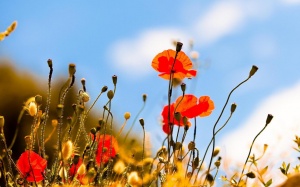 Tử vi 12 cung hoàng đạo thứ hai (18/7/2016)