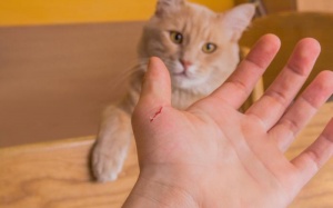 Bệnh mèo cào: Những điều bạn cần biết khi chơi cùng mèo