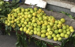 Quả lê lạ siêu ngọt dạt khắp vỉa hè Hà Nội