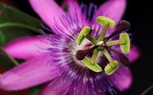 Loài cây mang tên đam mê và khả năng chữa bệnh lạ kỳ