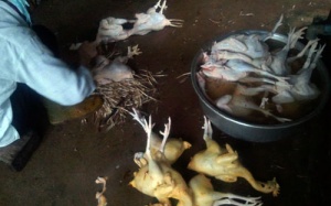 Lò mổ dùng chất vàng ô nhuộm gà bán cho khách