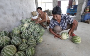 Dưa hấu Trung Quốc nảy như bóng cao su khi ném