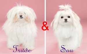 Khi chó cưng đi làm đầu: Vừa 'chảnh' vừa sành!