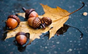 Tử vi 12 cung hoàng đạo thứ hai (1/8/2016)