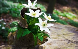 Tử vi 12 cung hoàng đạo Chủ nhật (31/7/2016)