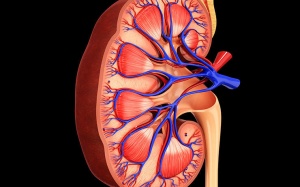 Dấu hiệu cho thấy thận của bạn đang gặp nguy