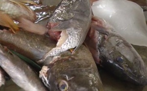 Ăn cá hồng không rõ nguồn gốc, 46 người phải nhập viện