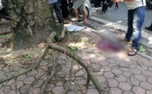 Bé trai 10 tuổi vỡ hộp sọ vì cành cây rơi trúng đầu