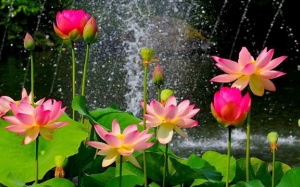 Tử vi ngày 6/8/2016 nói gì về bạn?