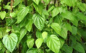 Ðau mắt đỏ có nên xông lá trầu?