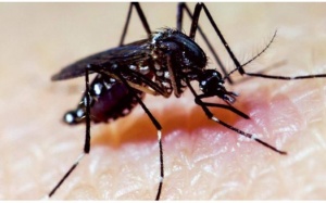 FDA cho phép dùng muỗi biến đổi gene để chống dịch Zika tại Mỹ