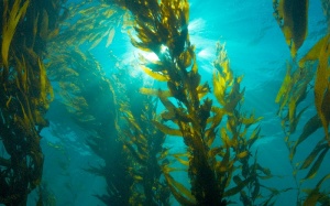 Việt Nam nghiên cứu thành công hoạt chất phòng ngừa và hỗ trợ điều trị ung thư