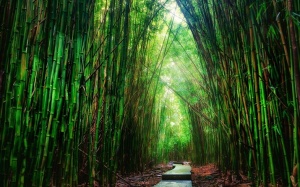 10 đường mòn đẹp nhất thế giới bạn nên đến một lần trong đời