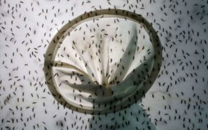 FDA ban bố tình trạng y tế khẩn cấp vì ZIka