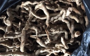 Góp 200 triệu mua cả tạ ba kích ngâm rượu uống 3 năm