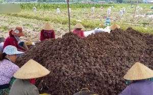 Ngôi làng từ xưa tới nay chưa có ai bị ung thư: Bí quyết là món khoai phổ biến ở VN