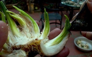 6 loại cây và hoa quen thuộc lỡ nếm nhầm là phải nhập viện ngay