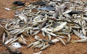 Bộ Y tế sẽ công bố độ an toàn của thủy sản miền Trung đầu tháng 9/2016