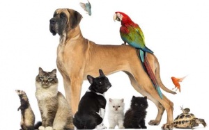 Nguy cơ mắc nhiều bệnh nguy hiểm từ các loài thú cưng