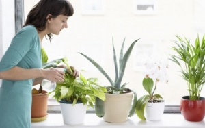 5 loại cây giúp làm sạch không khí trong nhà