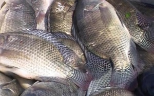 Thực hư chuyện cá rô phi nuôi bằng thuốc trừ sâu