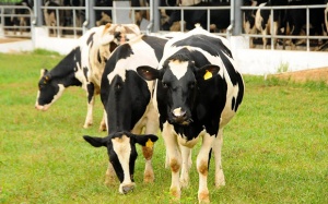 Bỏ ra ngàn tỷ đầu tư trang trại bò sữa, Vinamilk thu được gì?