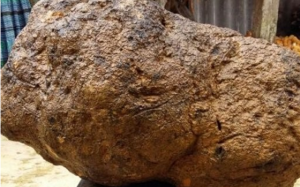 Đổ xô đi mua nấm u 1 triệu/kg để chữa ung thư