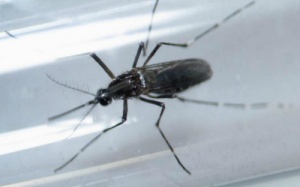 Thai phụ Malaysia đầu tiên nhiễm virus Zika