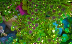 Forskolin giảm gần 5kg trong 1 tuần: Tin hay không?