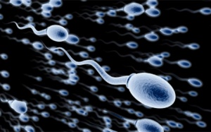 Tinh trùng và những ứng dụng hoang đường