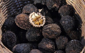 Quả óc chó đen: Lạ nhưng bổ