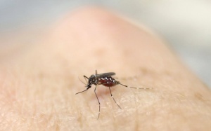 Nhật Bản: Phát hiện bệnh nhân nhiễm Zika đến từ Việt Nam