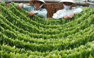 Sự thật về cây trinh nữ hoàng cung và bệnh ung thư