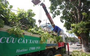 Hà Nội 'chia tay' hàng cây xanh bên hồ Thủ Lệ