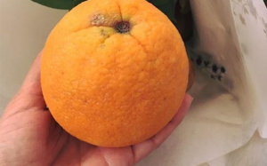 Hoang mang vì cam 'xịn' mua từ Tết, để hơn 8 tháng vẫn tươi ngon không thối hỏng